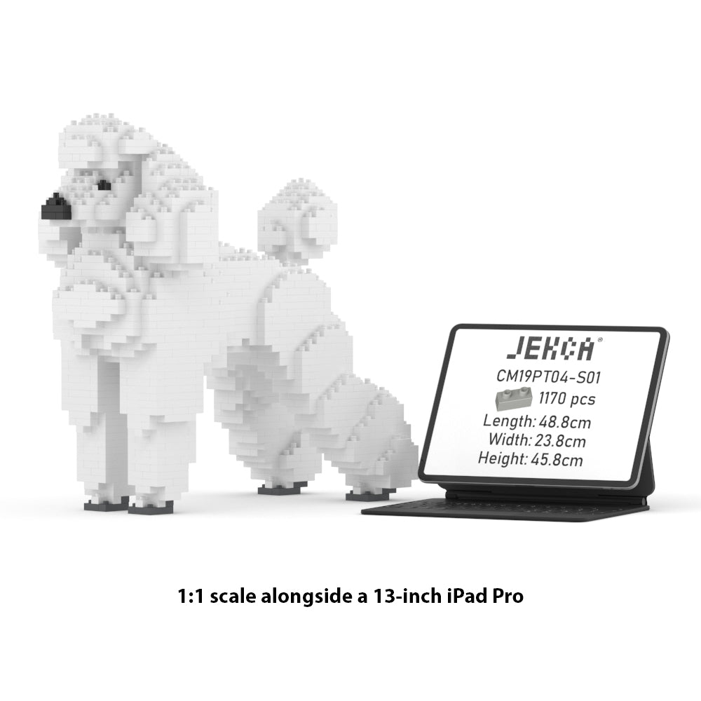 Standard Poodle 01-S01