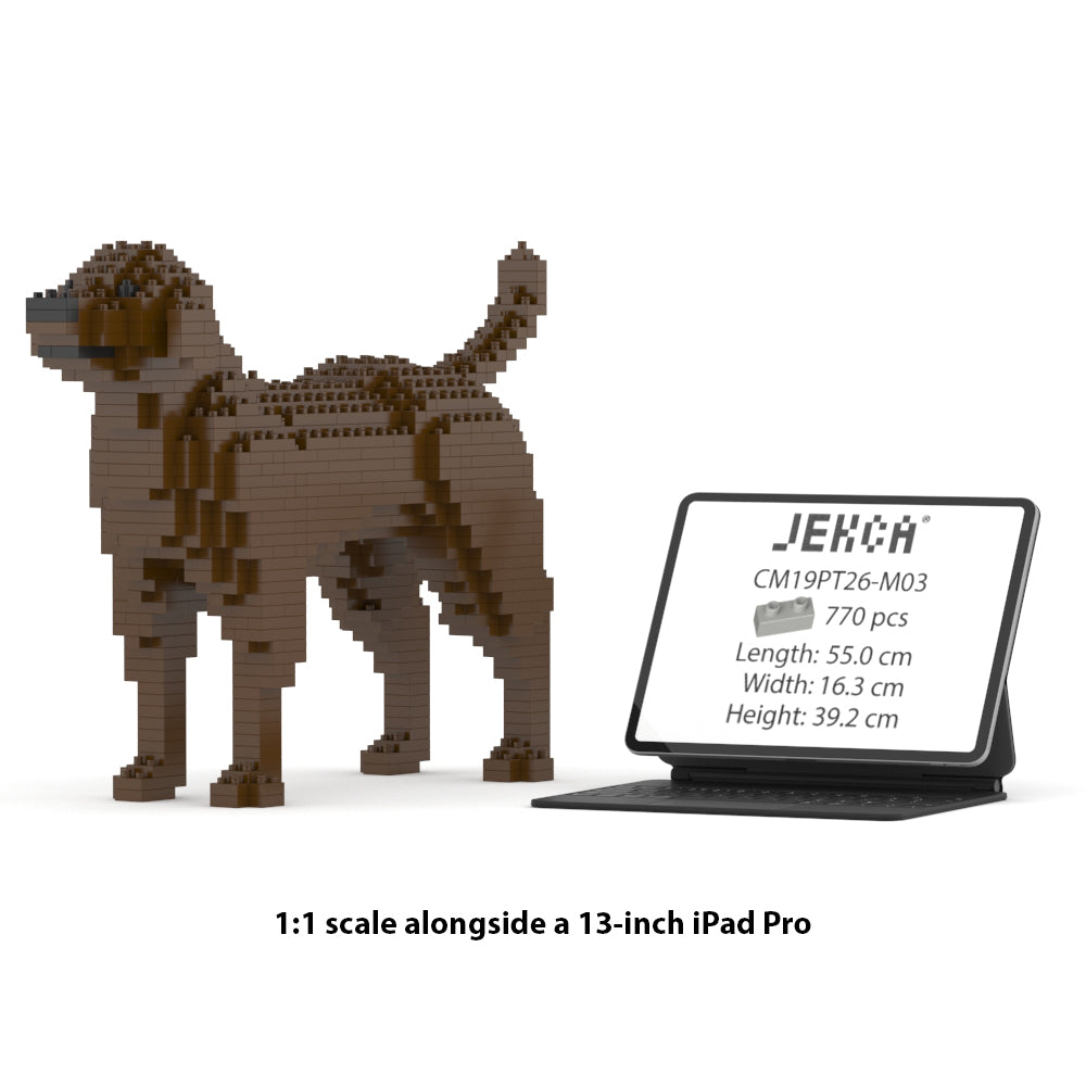 Labrador Retriever 01-M05