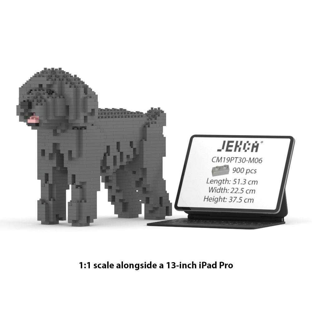 Caniche Nain 01-M06