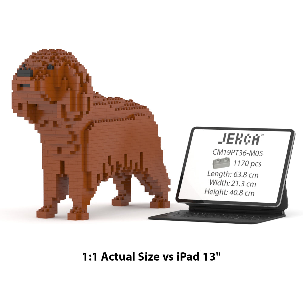 Cavalier King Charles Spaniel 01-M05