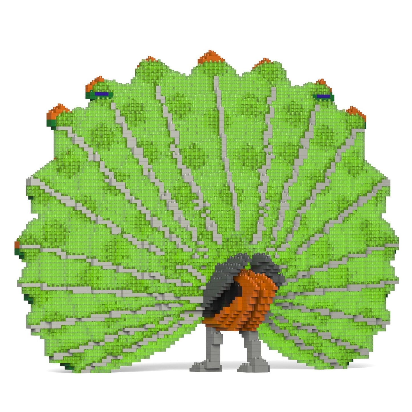 Peacock 01