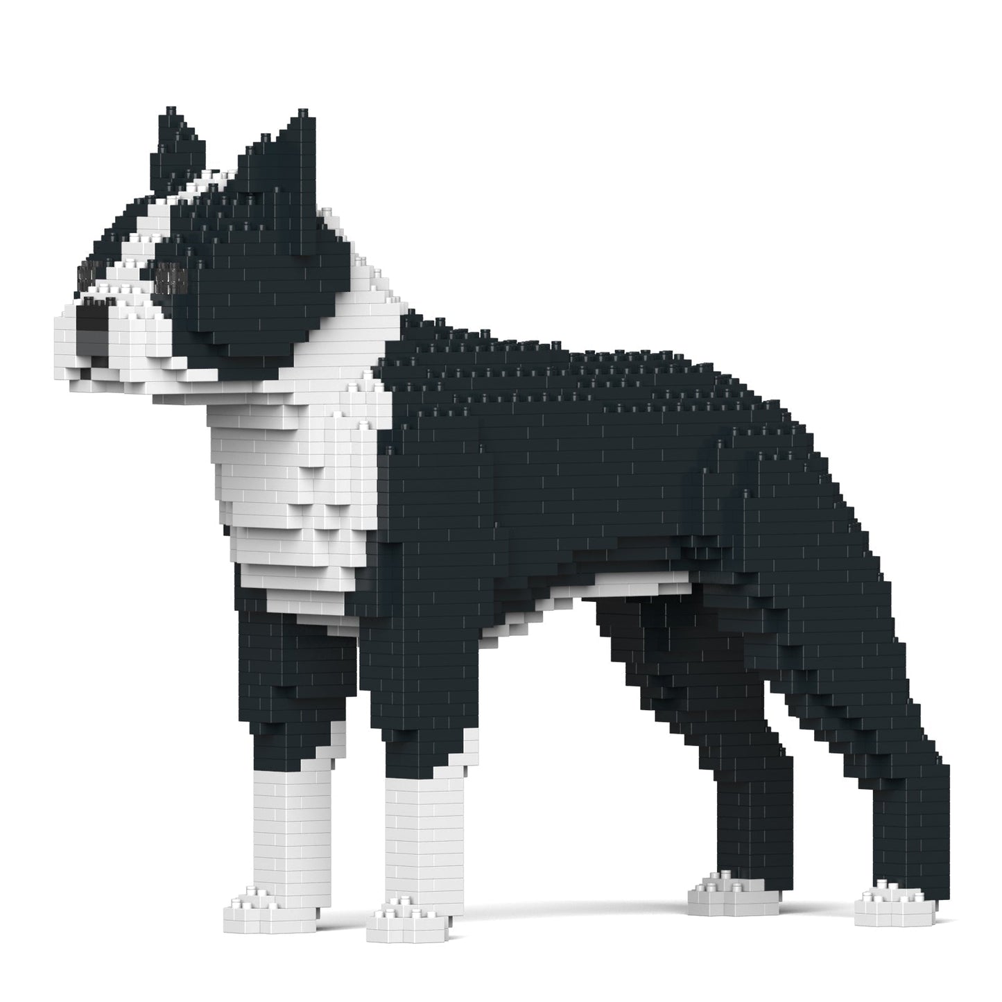 Boston Terrier 01-M01