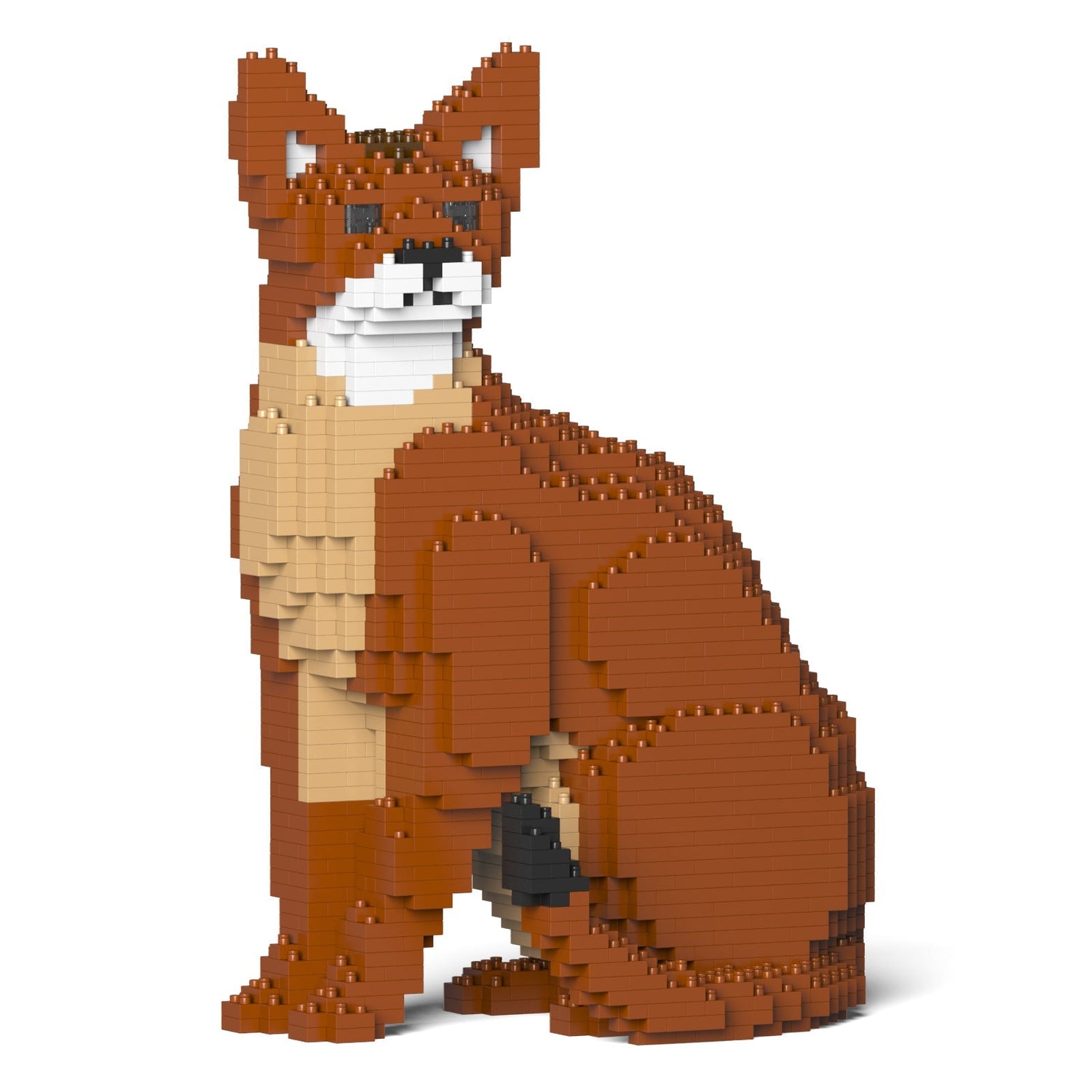 Abyssinian Cat