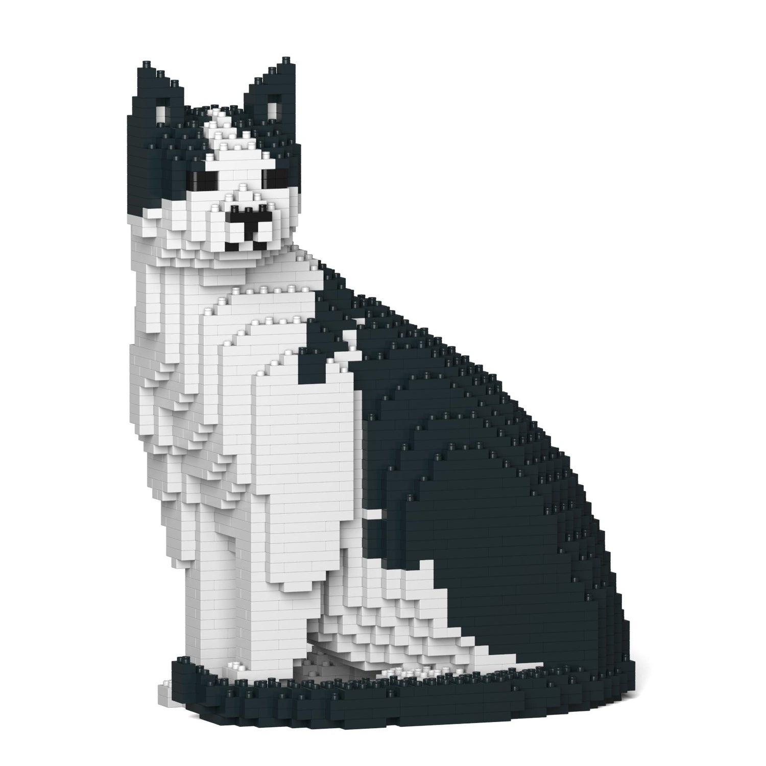 Black & White Cat