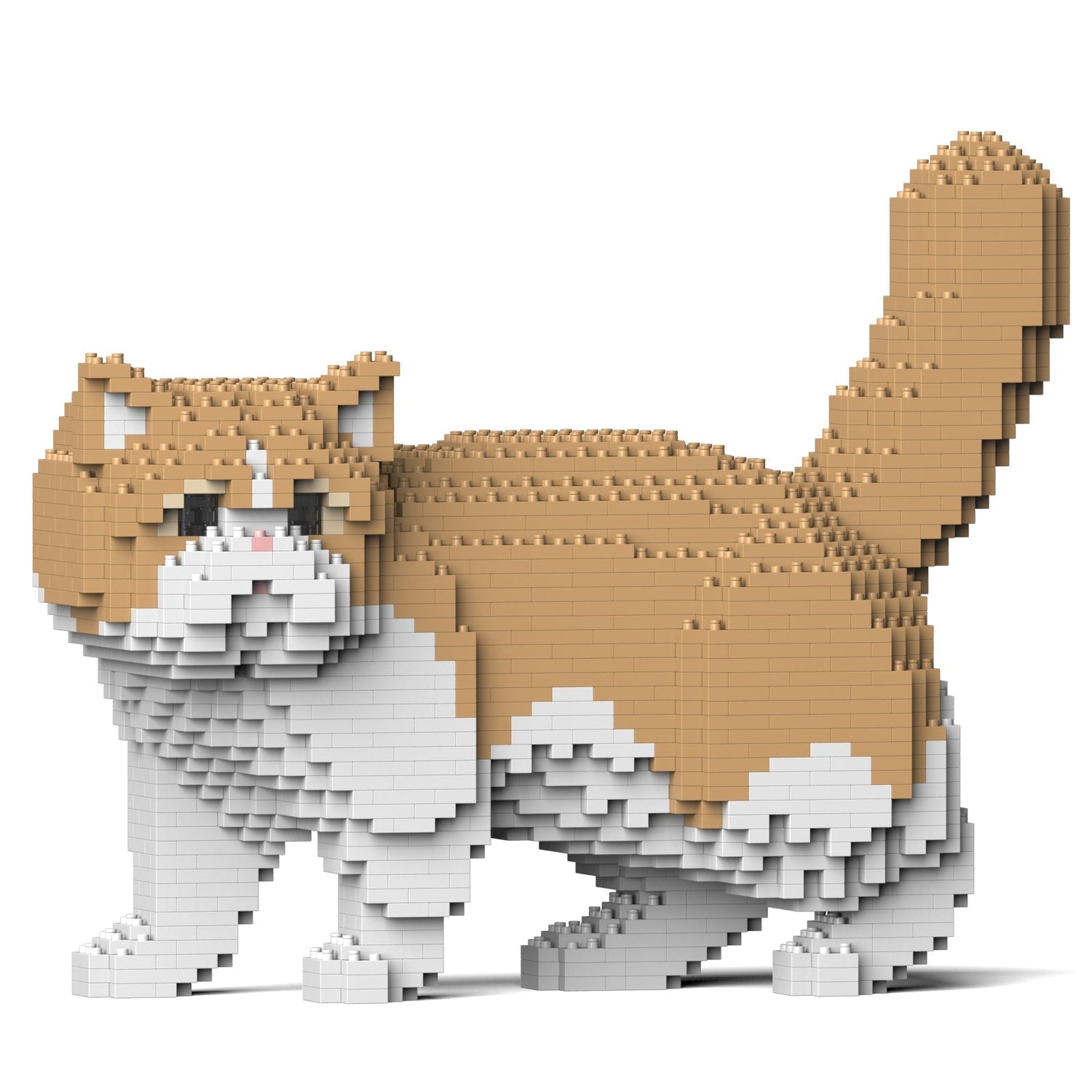 Exotic Shorthair Cat