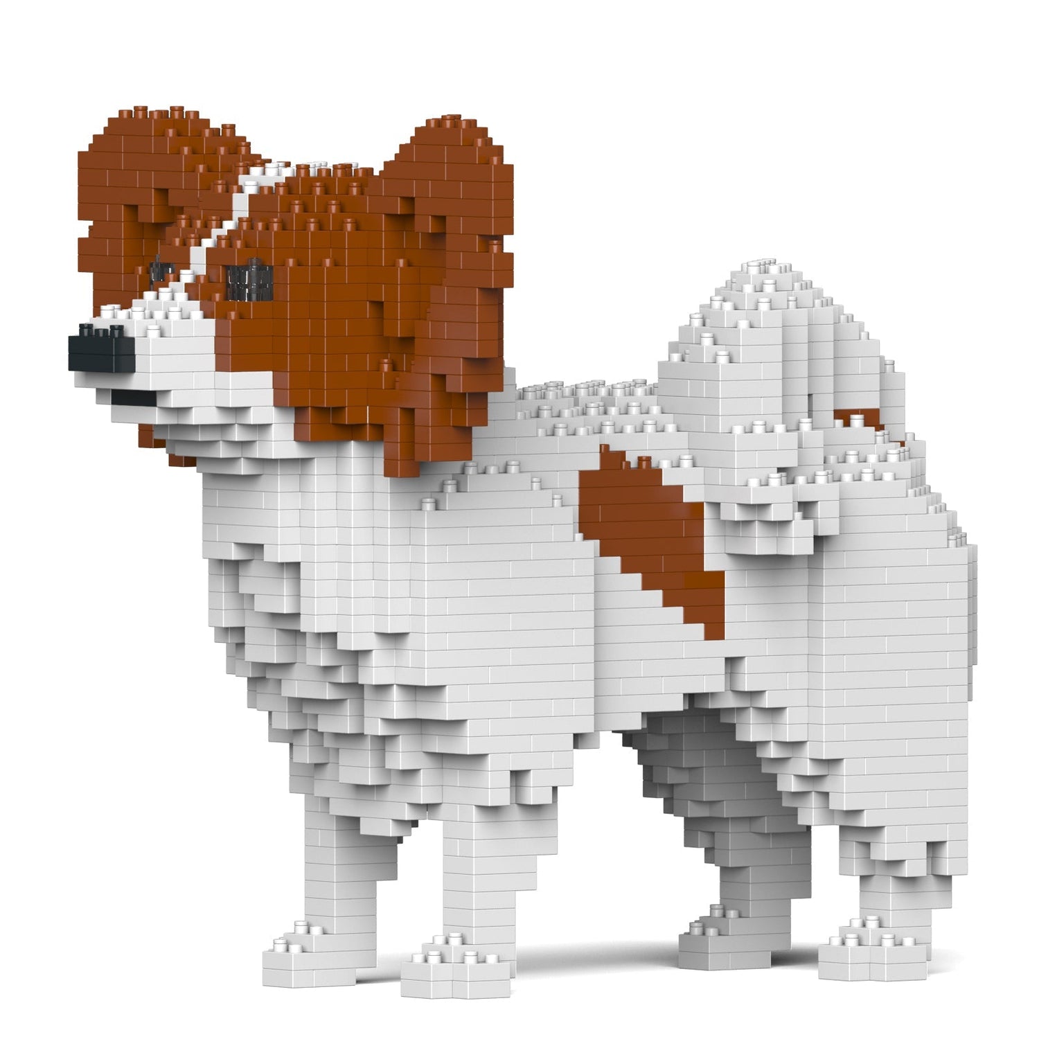 Papillon Dog