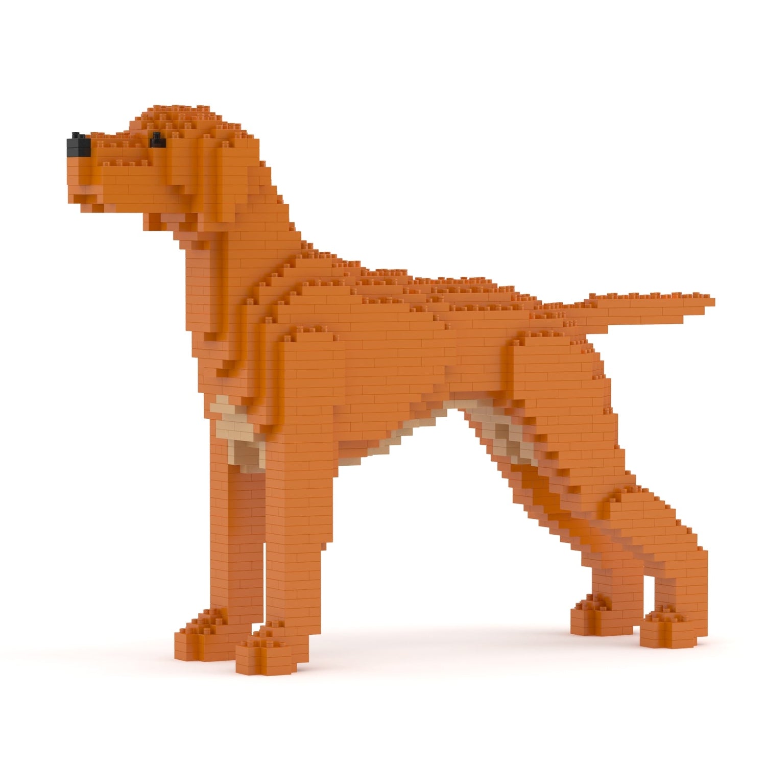 Hungarian Vizsla