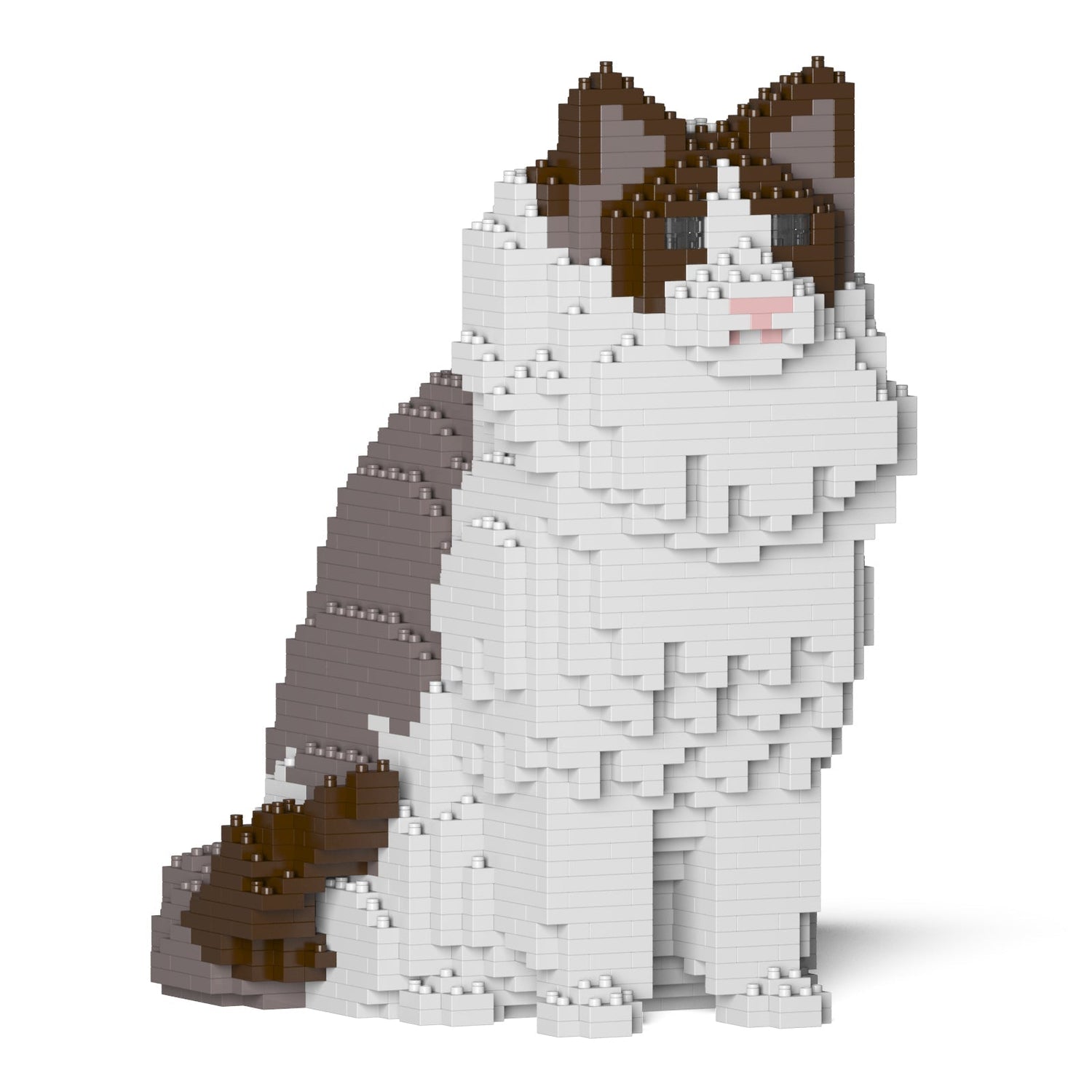 Ragdoll Cat
