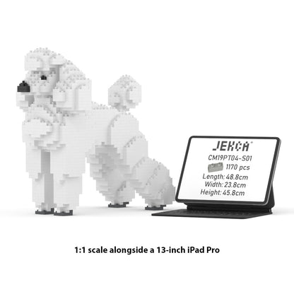 Standard Poodle 01-S01