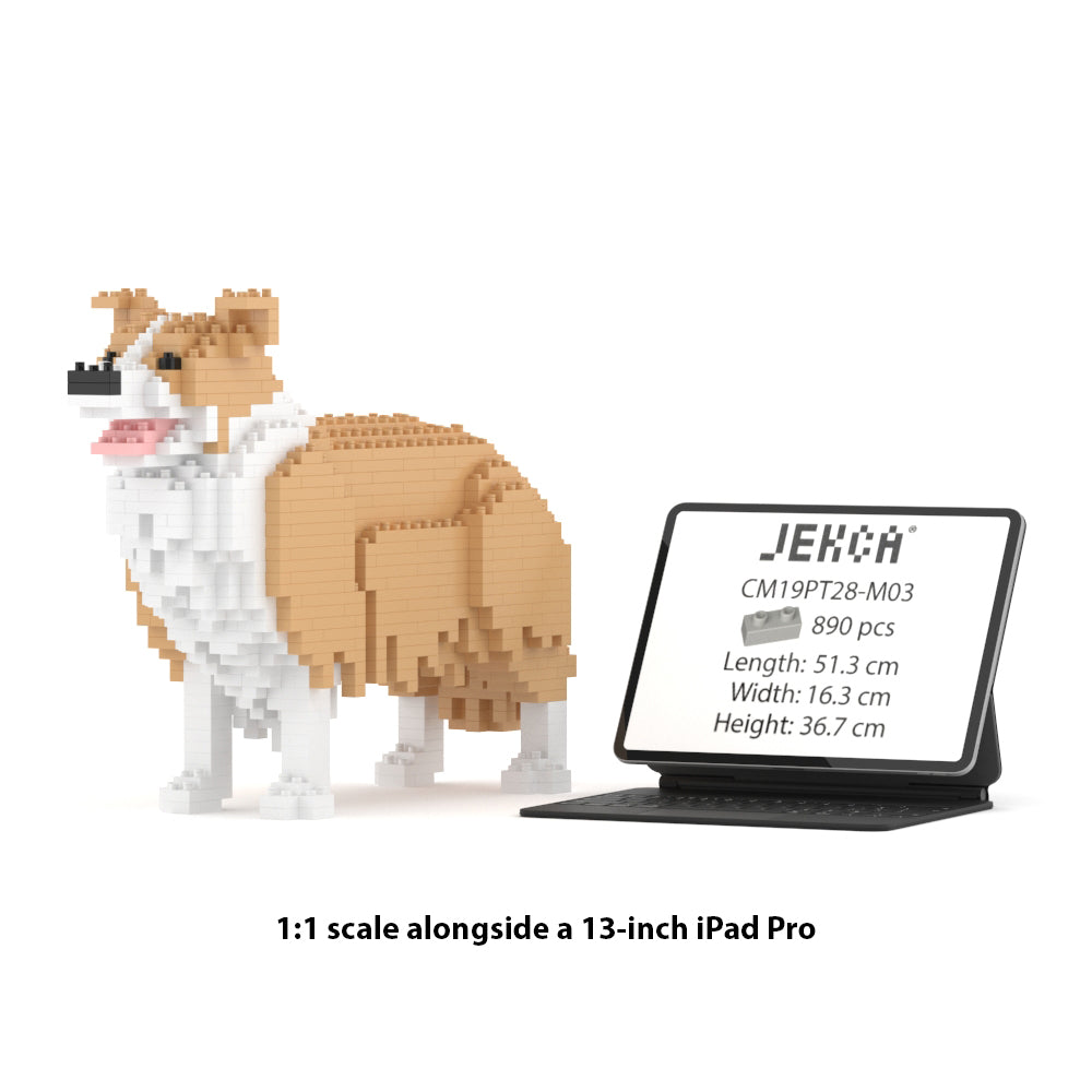 Border Collie 01-M03