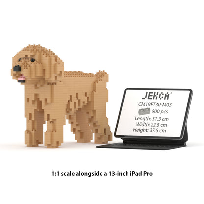 Caniche nain 01-M03