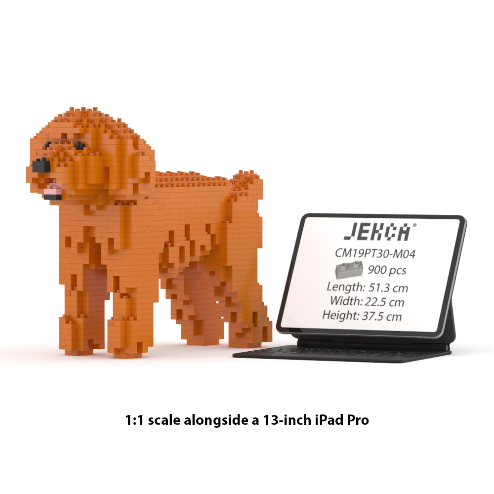 Caniche de juguete 01-M04