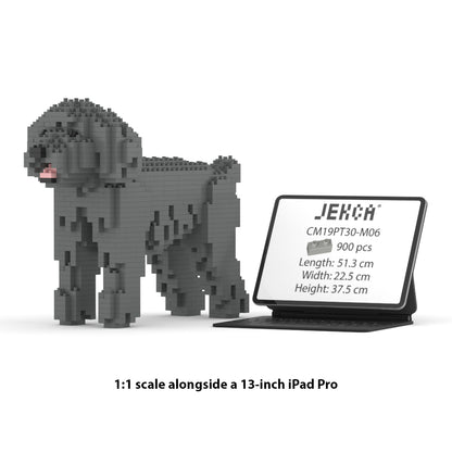 Caniche Nain 01-M06