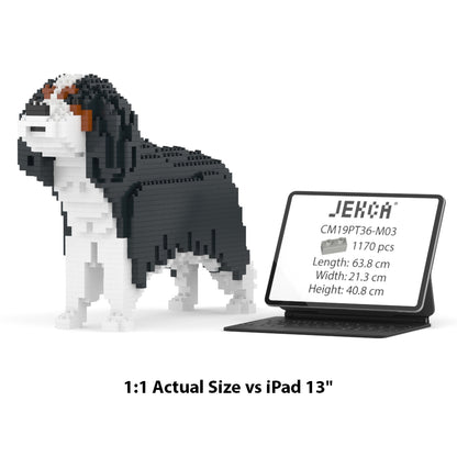 Cavalier King Charles Spaniel 01-M03