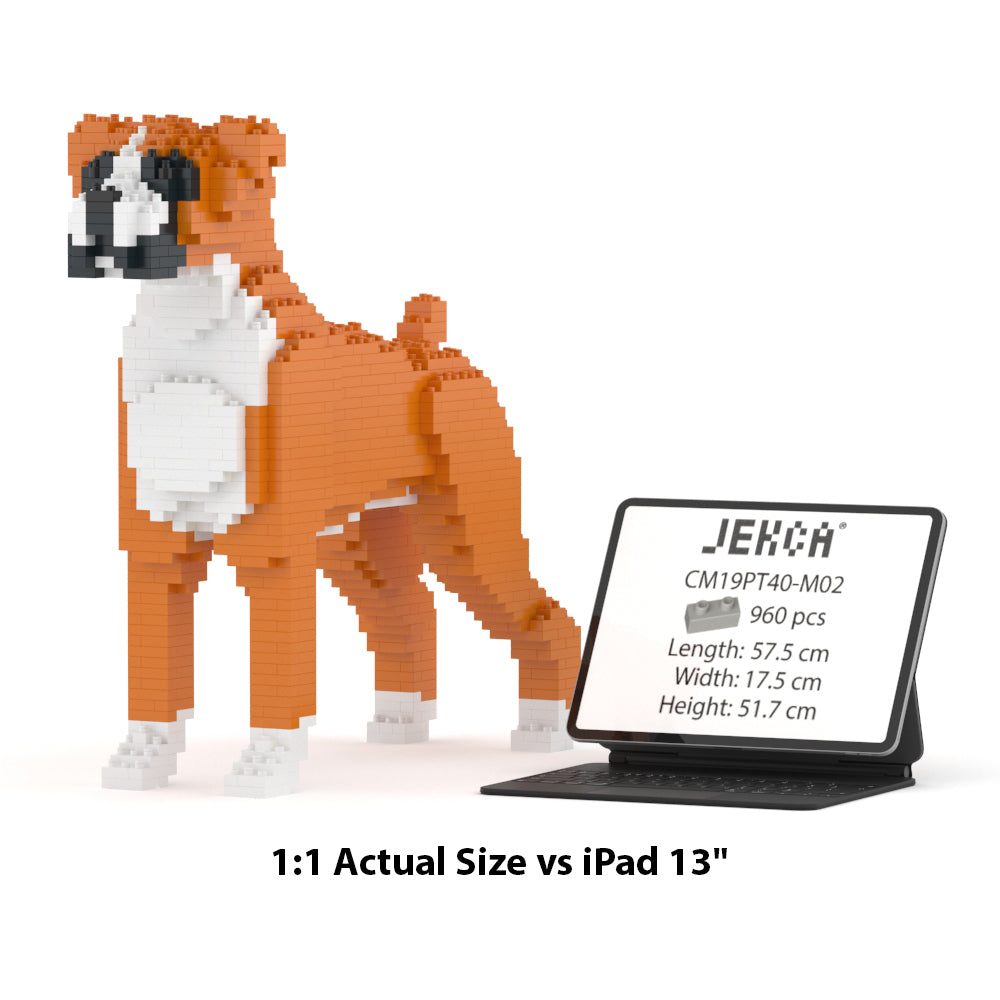 Boxer 01-M02