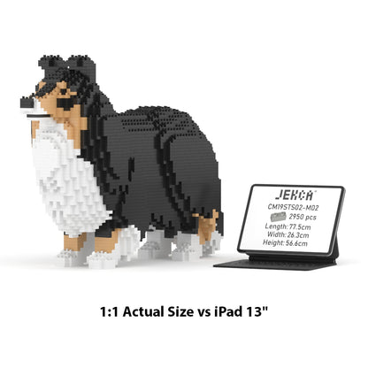 Pastor de las islas Shetland 02-M02