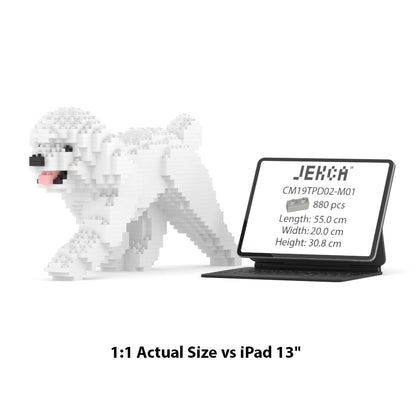 Caniche nain 02-M01