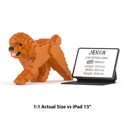 Caniche Toy 02-M04