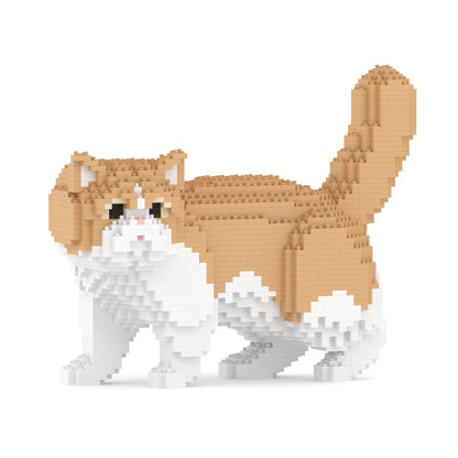 Gato exótico de pelo corto 01S-M01