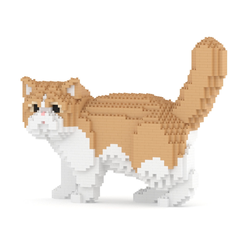 Gato exótico de pelo corto 01S-M01