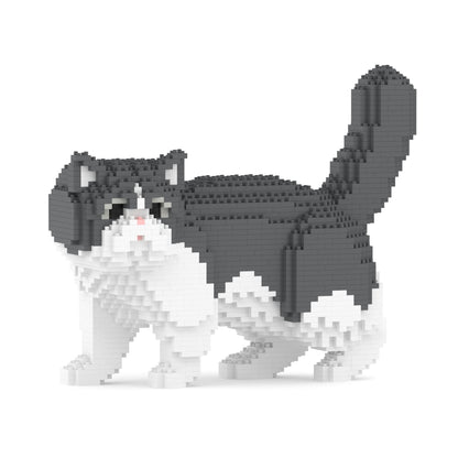 Gato exótico de pelo corto 01S-M02