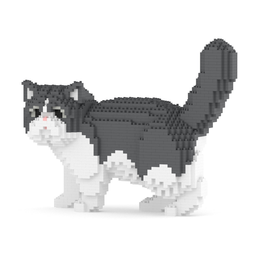 Gato exótico de pelo corto 01S-M02