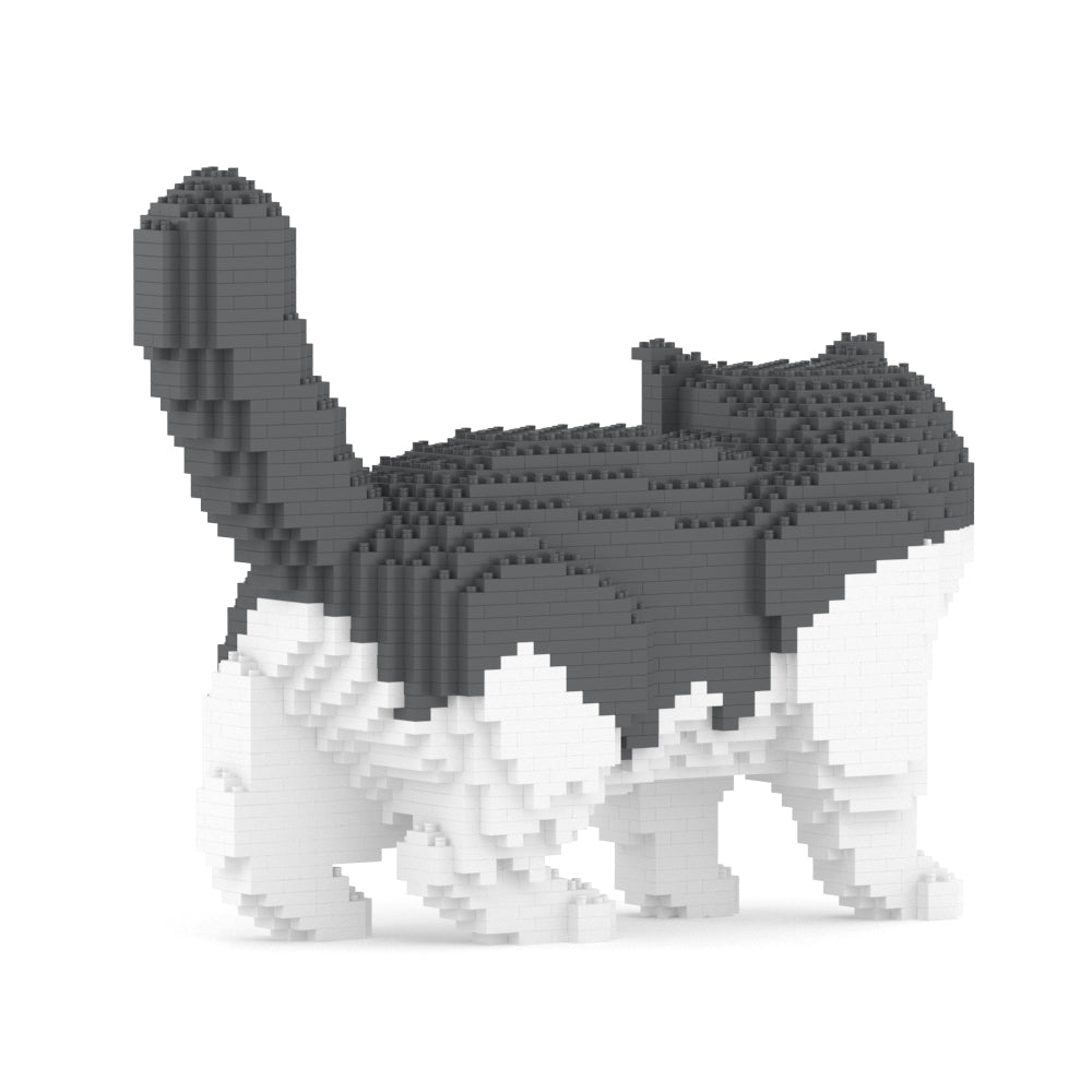 Gato exótico de pelo corto 01S-M02