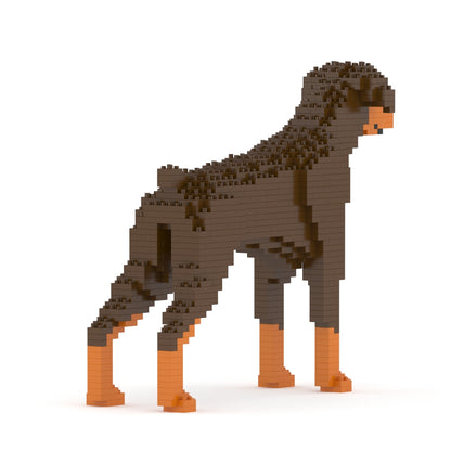 Dóberman Pinscher 01-M02