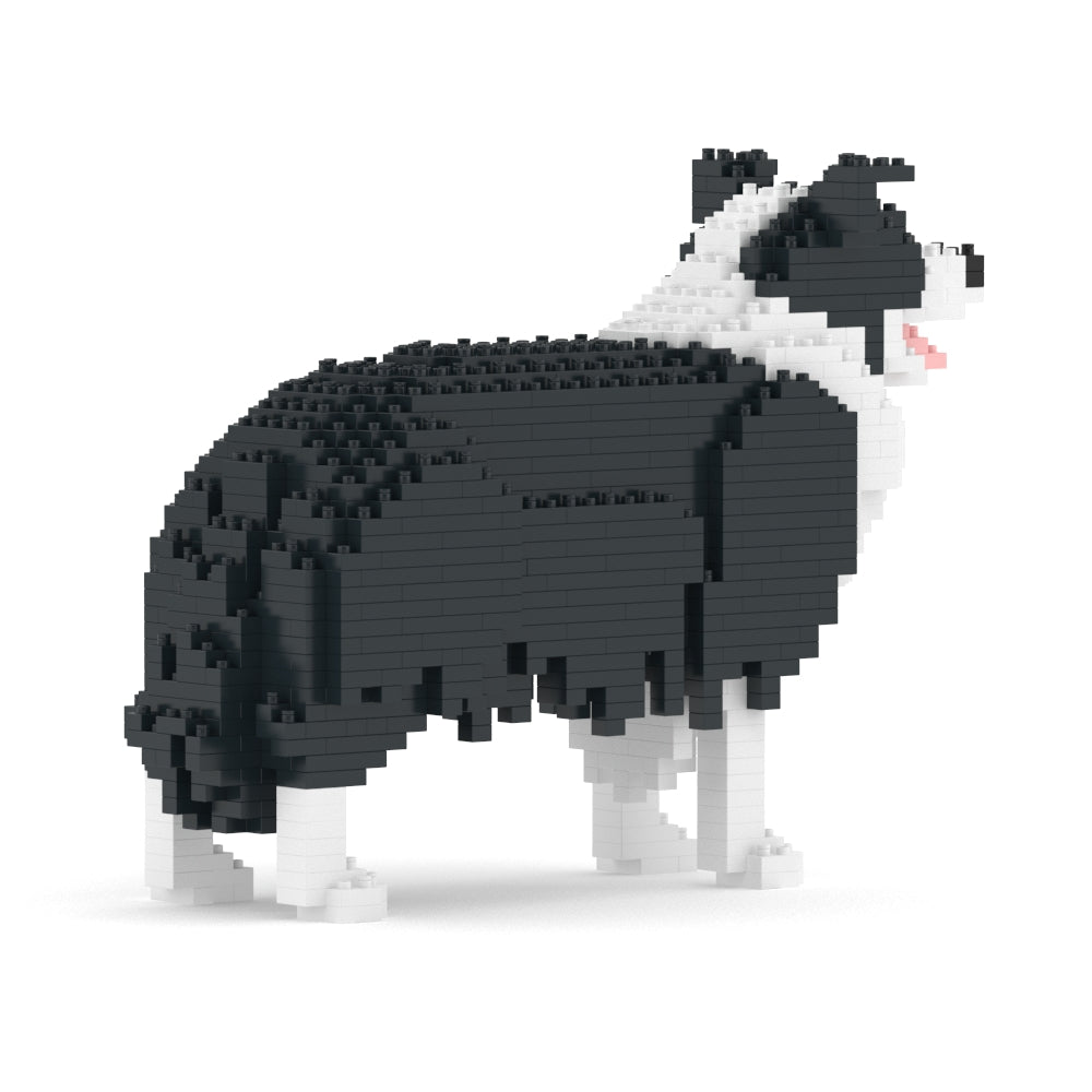 Border Collie 01-M01