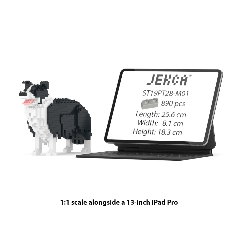Border Collie 01-M01