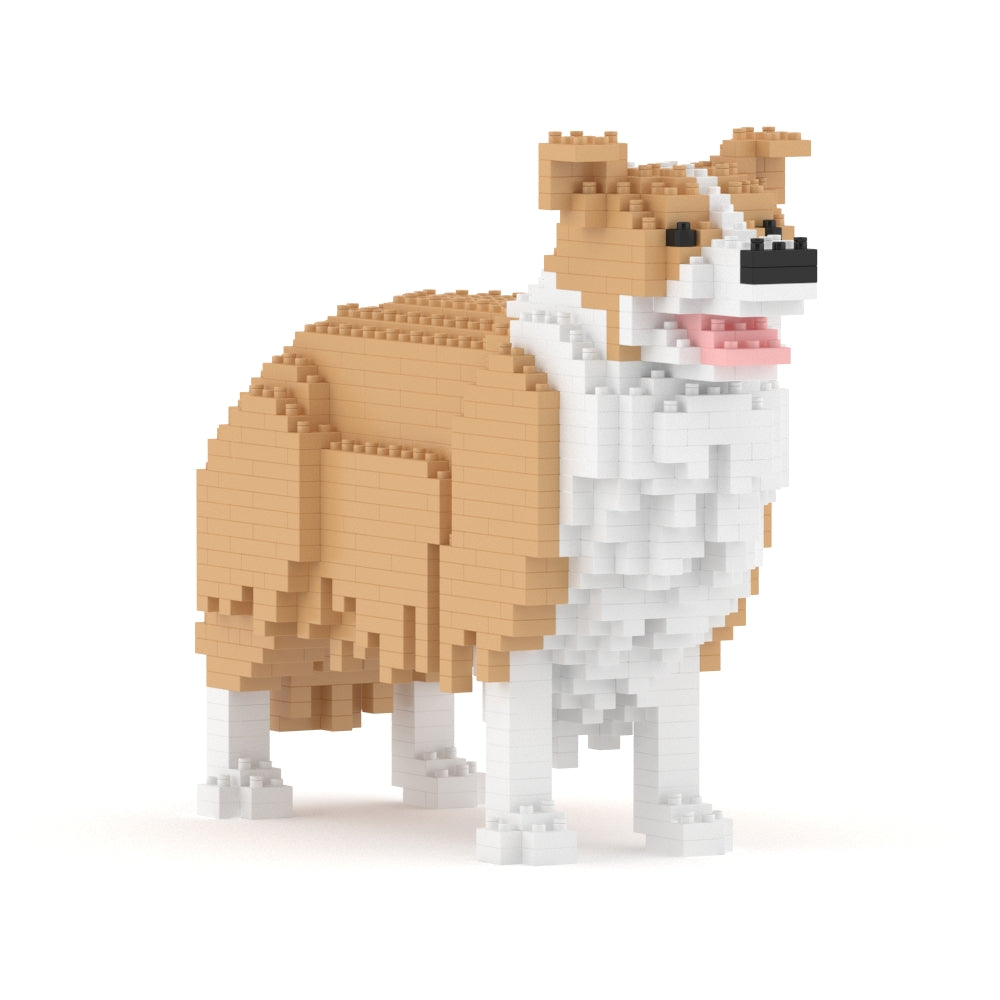 Border Collie 01-M03