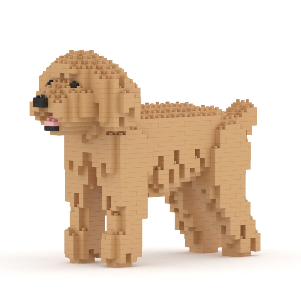 Caniche nain 01-M03
