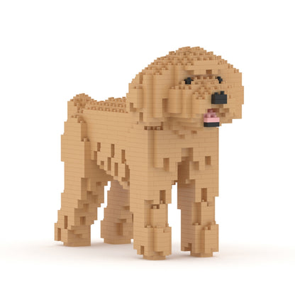 Caniche nain 01-M03