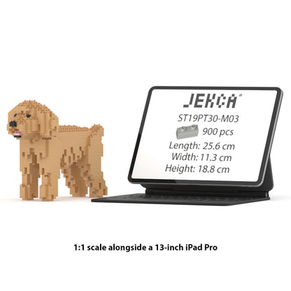 Caniche nain 01-M03