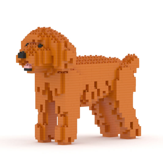 Caniche nain 01-M04