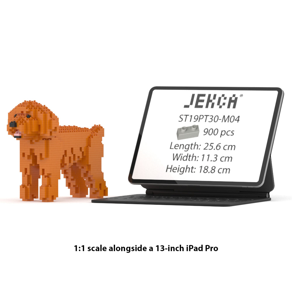Caniche de juguete 01-M04