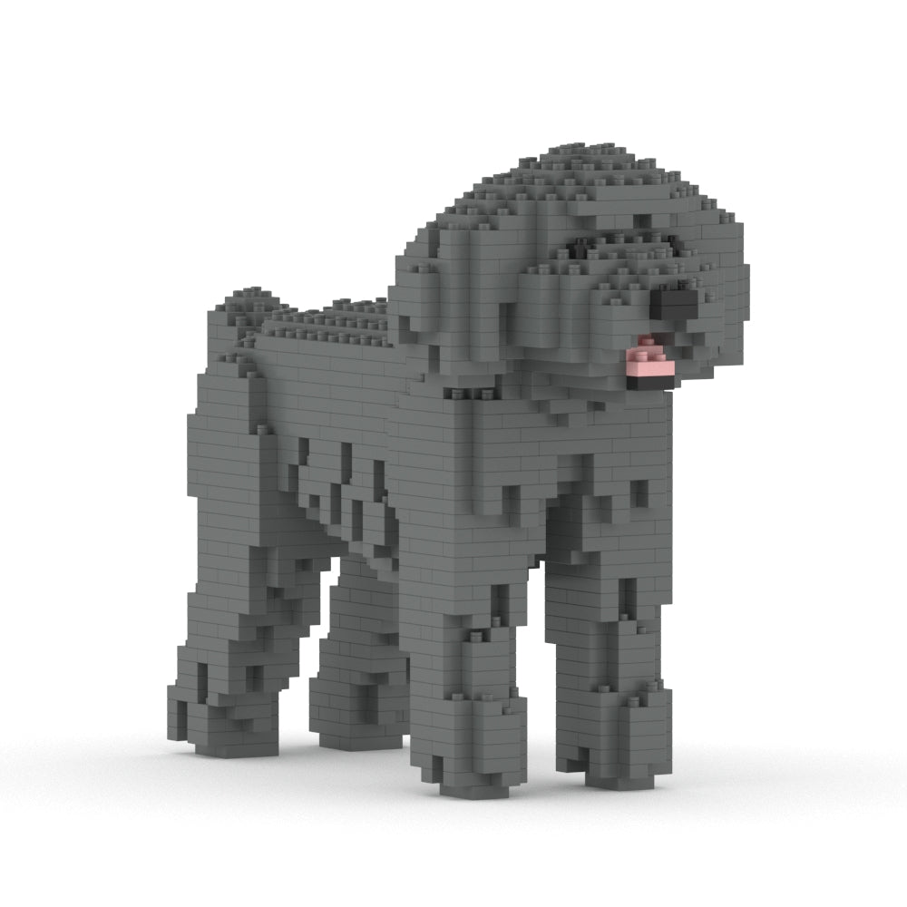 Caniche Nain 01-M06
