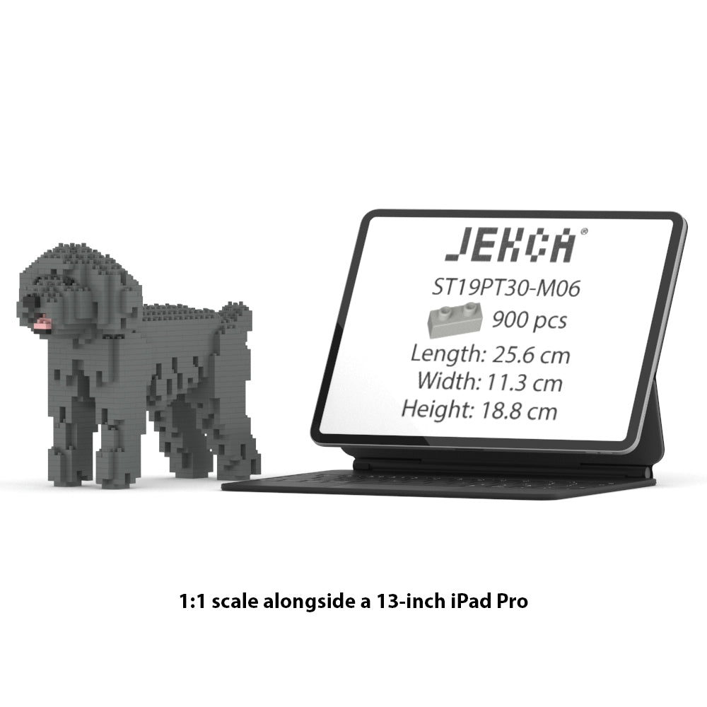Caniche Nain 01-M06