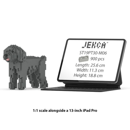 Caniche Nain 01-M06