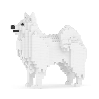 Spitz japonais 01