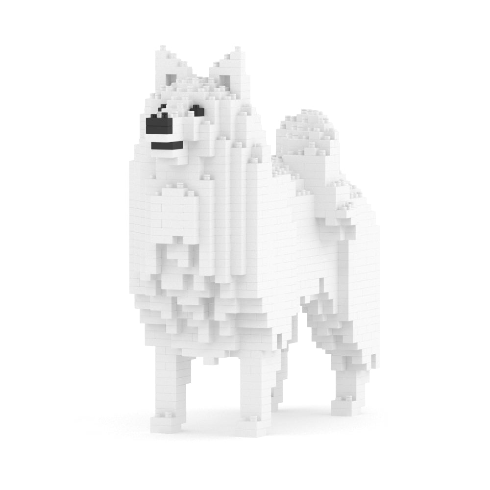 Spitz japonais 01