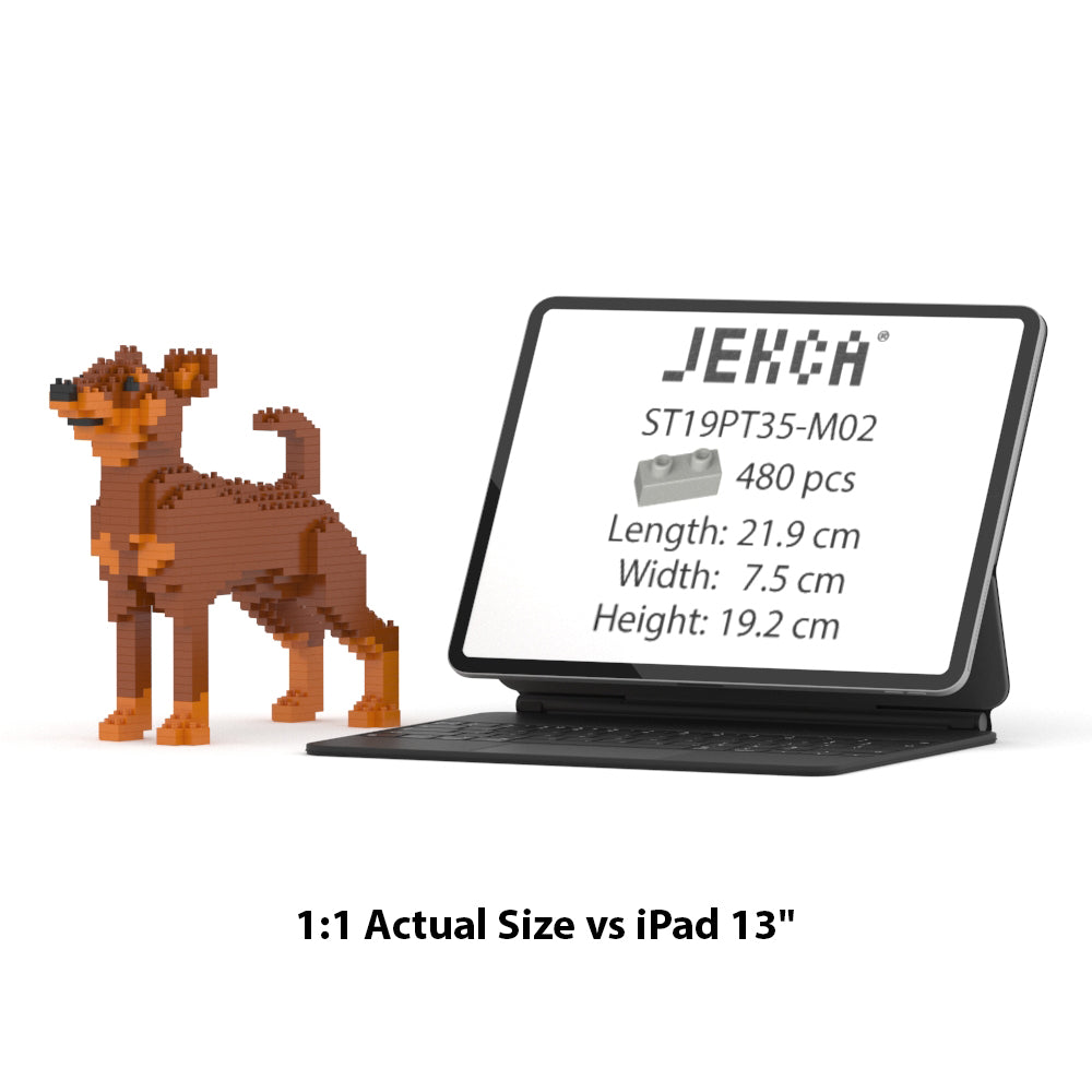 Pinscher miniatura 01-M02