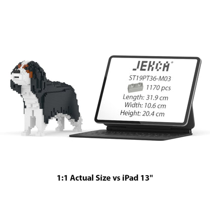 Cavalier King Charles Spaniel 01-M03