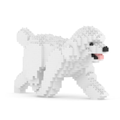 Caniche nain 02-M01
