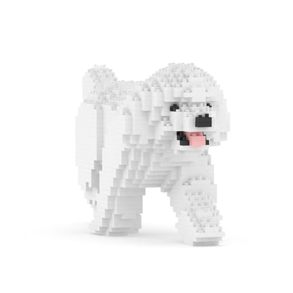 Caniche nain 02-M01