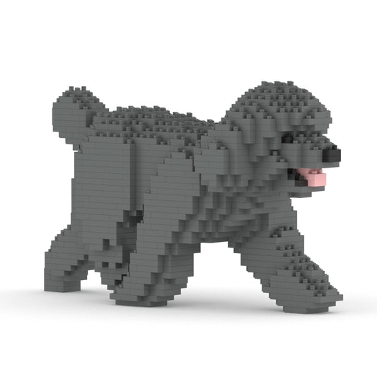 Caniche miniatura 02-M06