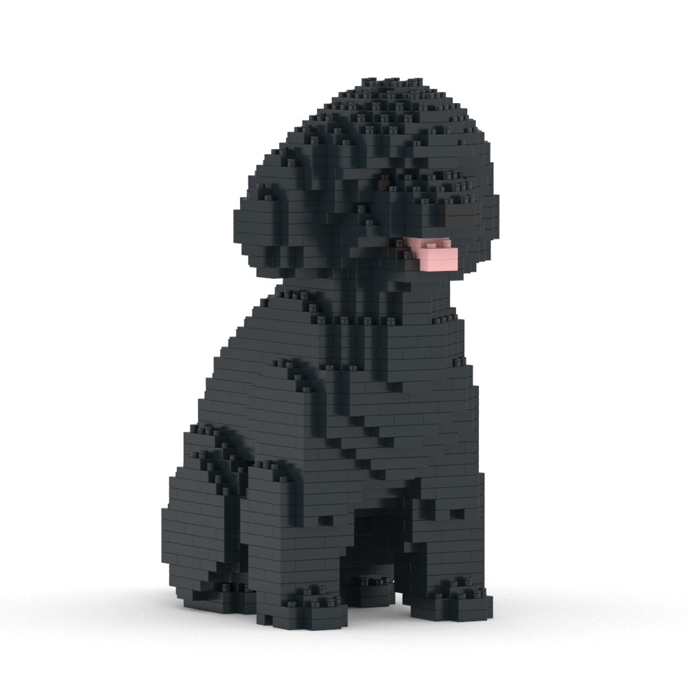 Caniche de juguete 03-M02