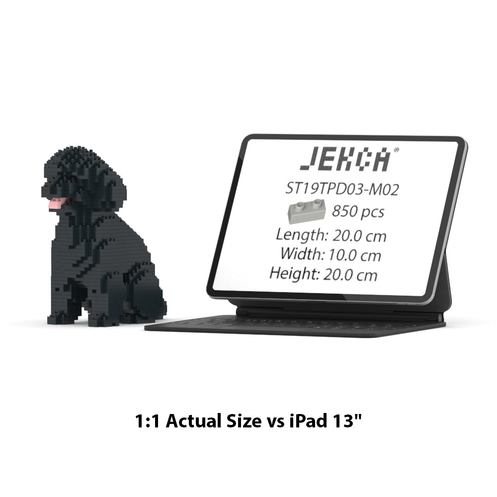 Caniche de juguete 03-M02
