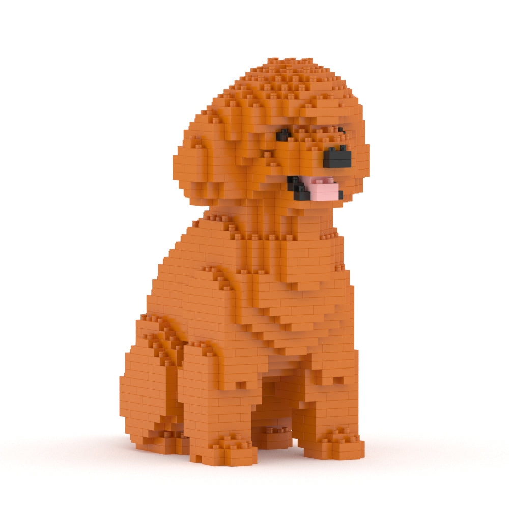 Caniche nain 03-M04