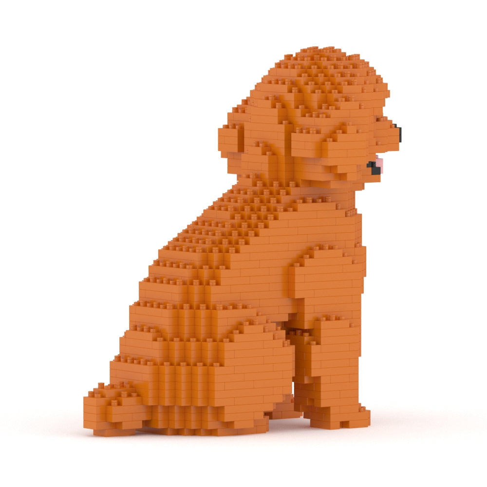 Caniche nain 03-M04